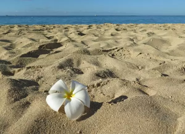 Plumeria flower in the sand.