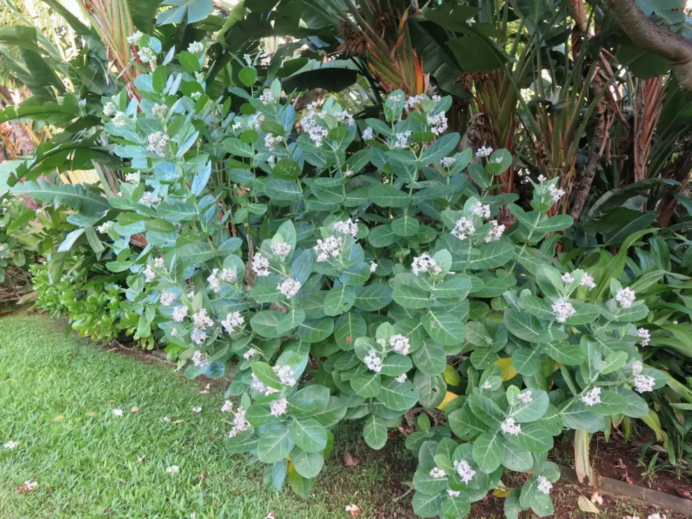 Sweet little flowers.