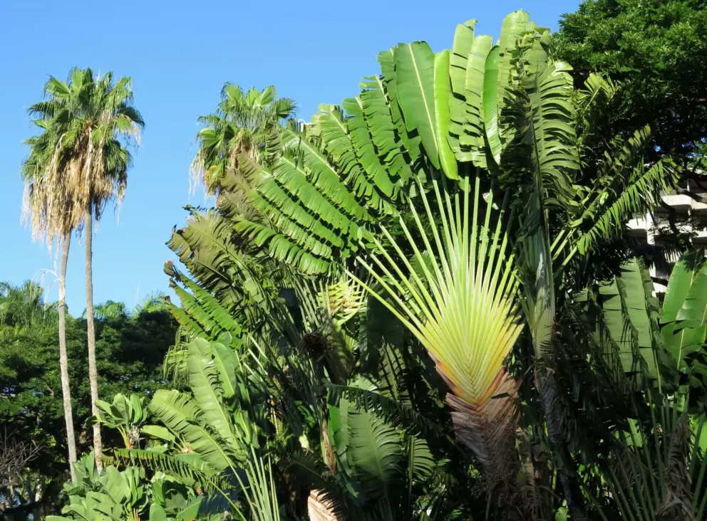 Fan palm at Fort DeRussy Beach Park.