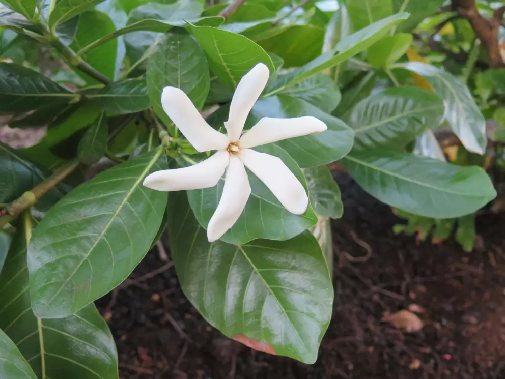 White spiral flower with glossy leaves.