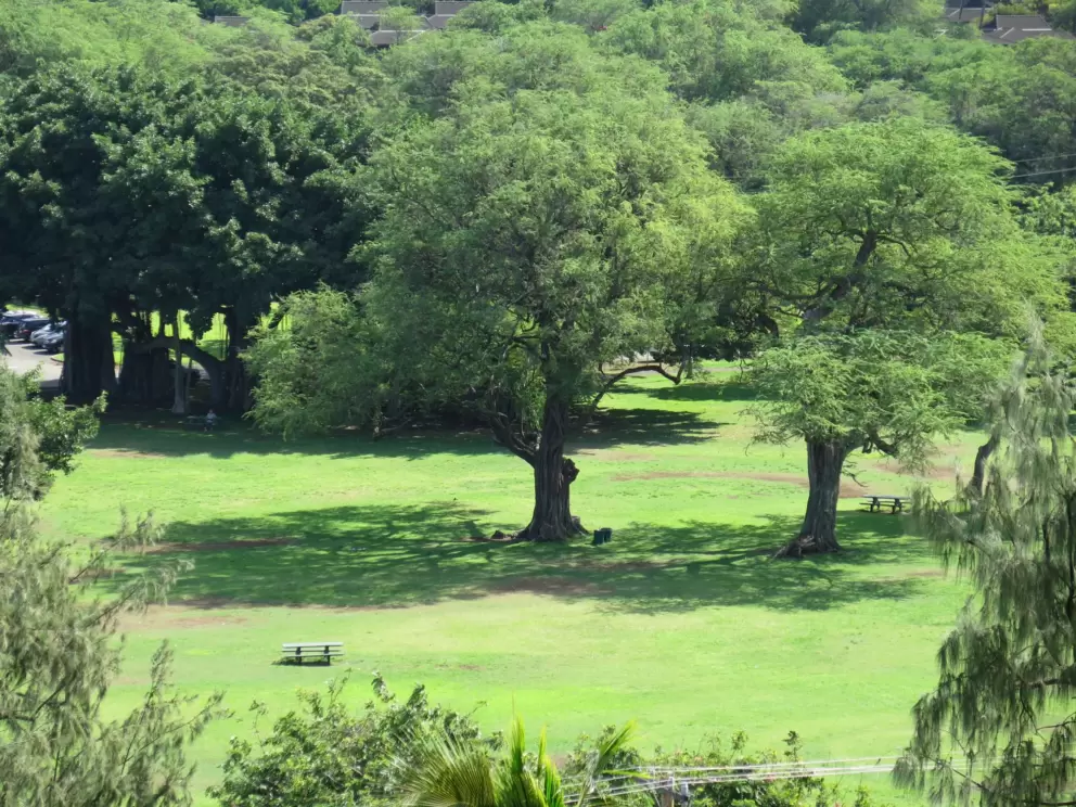 View of trees and picnic table from Kaimana Beach Hotel.
