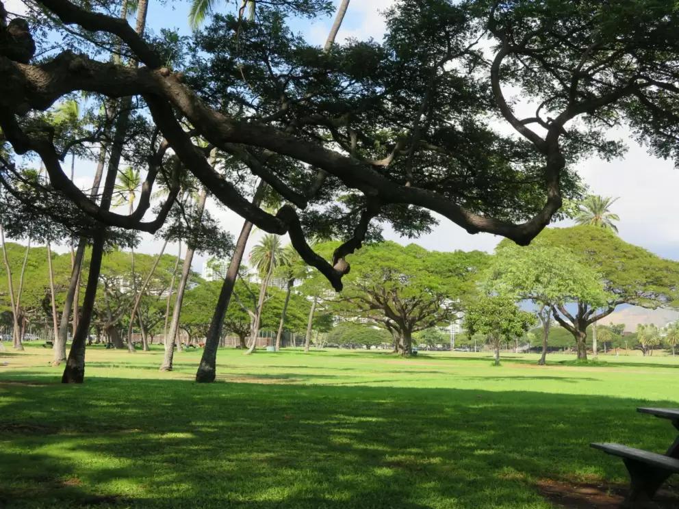 Lovely trees and shade by a picnic table.
