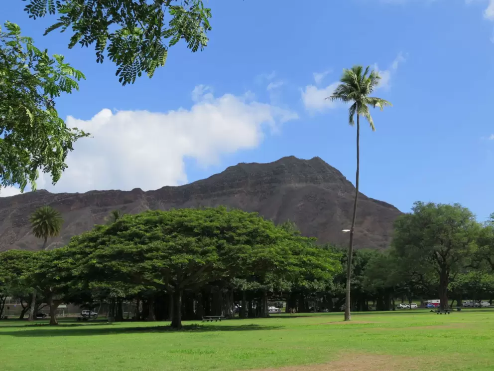 Diamond Head and a tall palm.