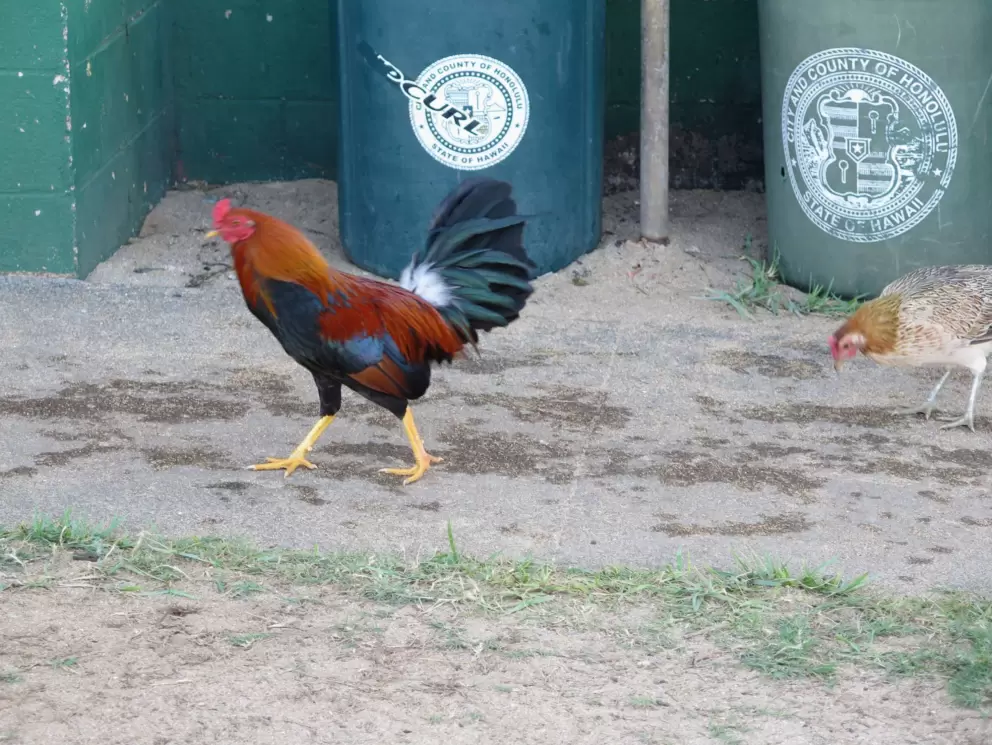 Colorful rooster.