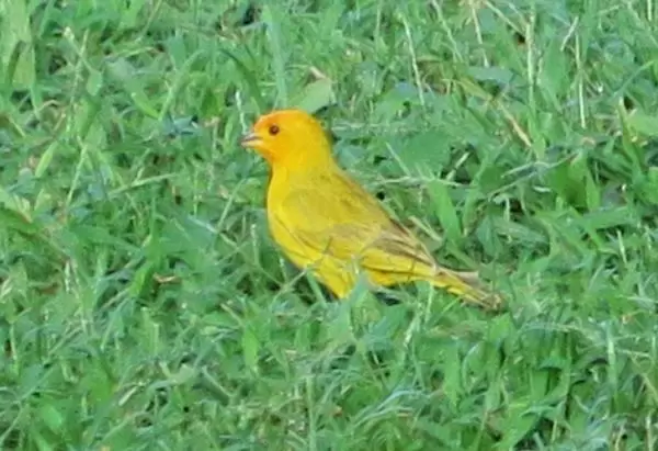 Little yellow bird called a Saffron Finch, in the grass. 