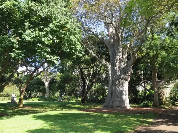 Lawn and huge trees.
