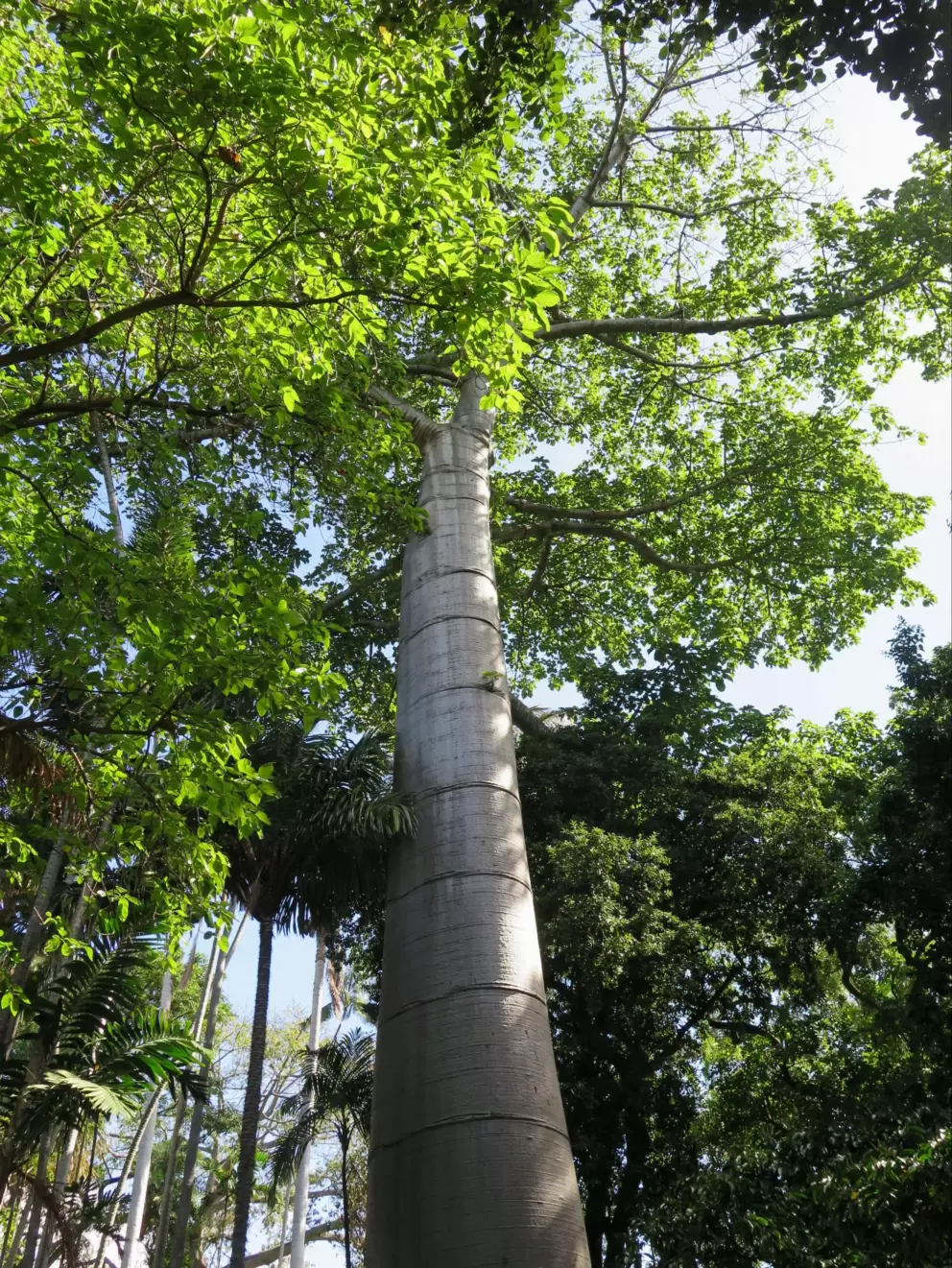 Looking up at an amazing tree.