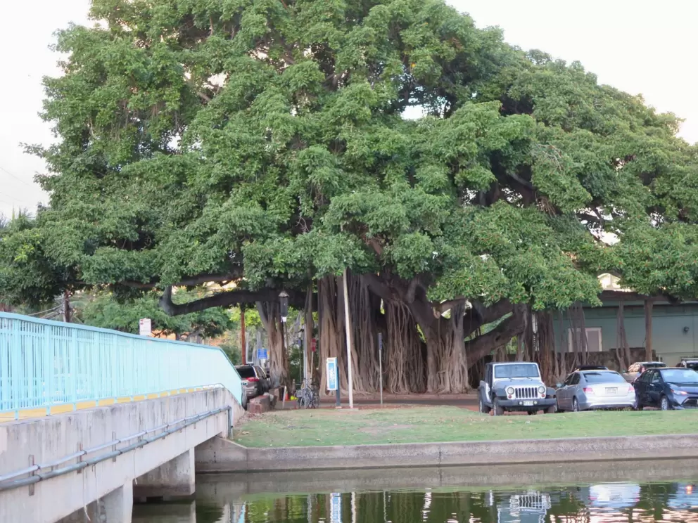 Banyan tree at the parking lot.