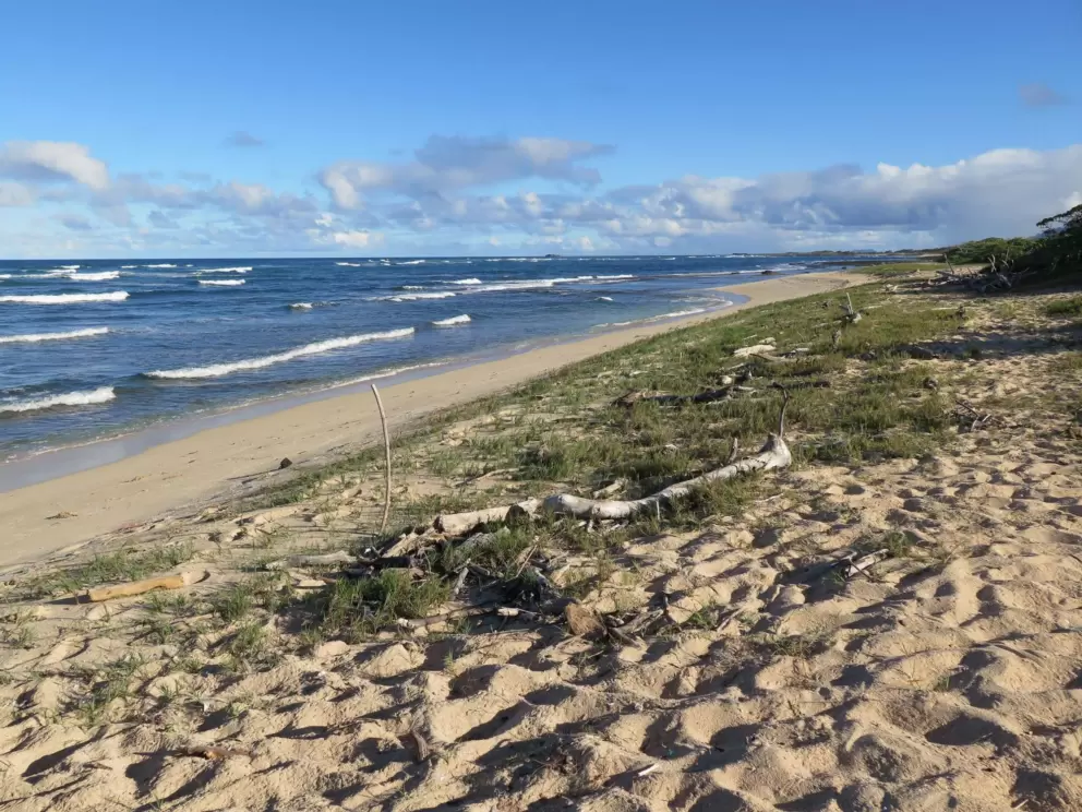 Dritwood on the beach.