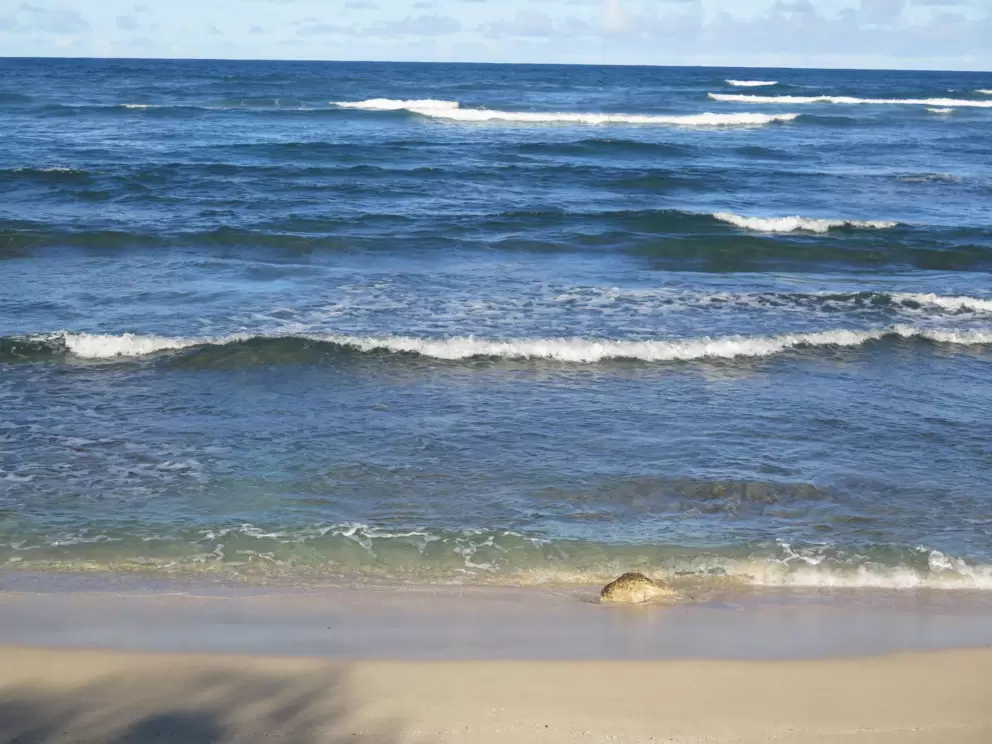 The clear water and lovely sand.