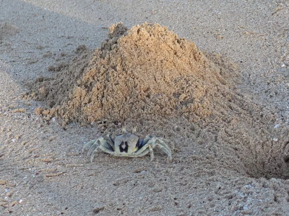 A cute crab making a hill of sand.