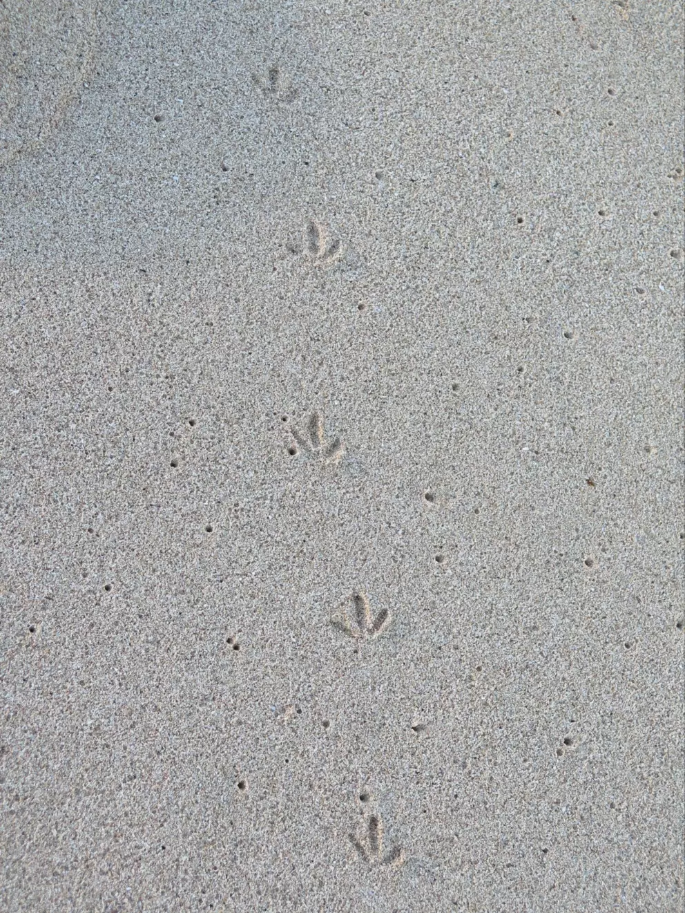 Sea bird footprints in the sand!