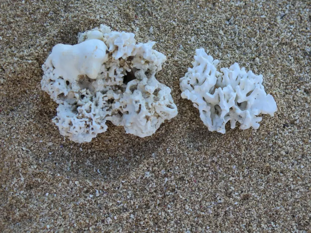 Coral on the beach!