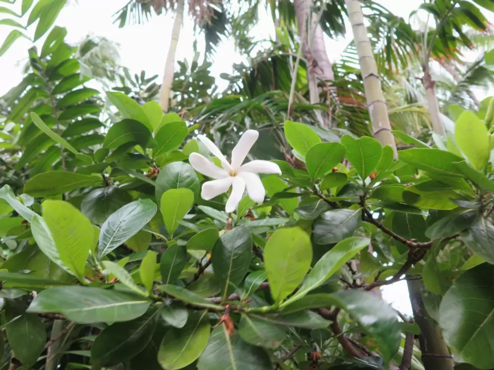Fragrant flower and lovely palms behind.