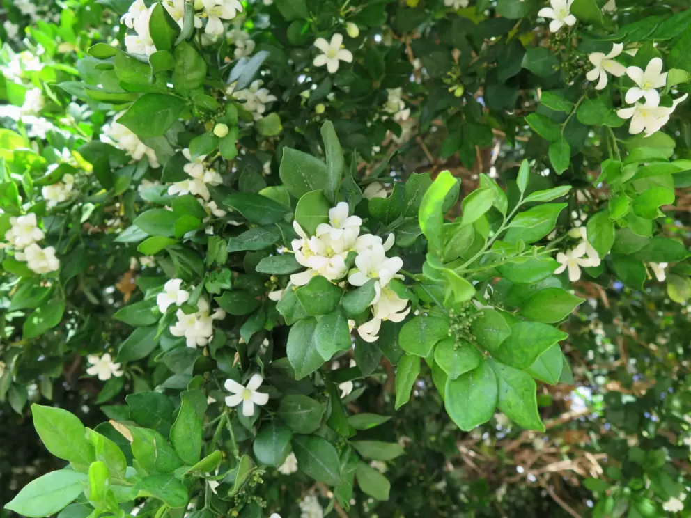 Fragrant flowers along the road.