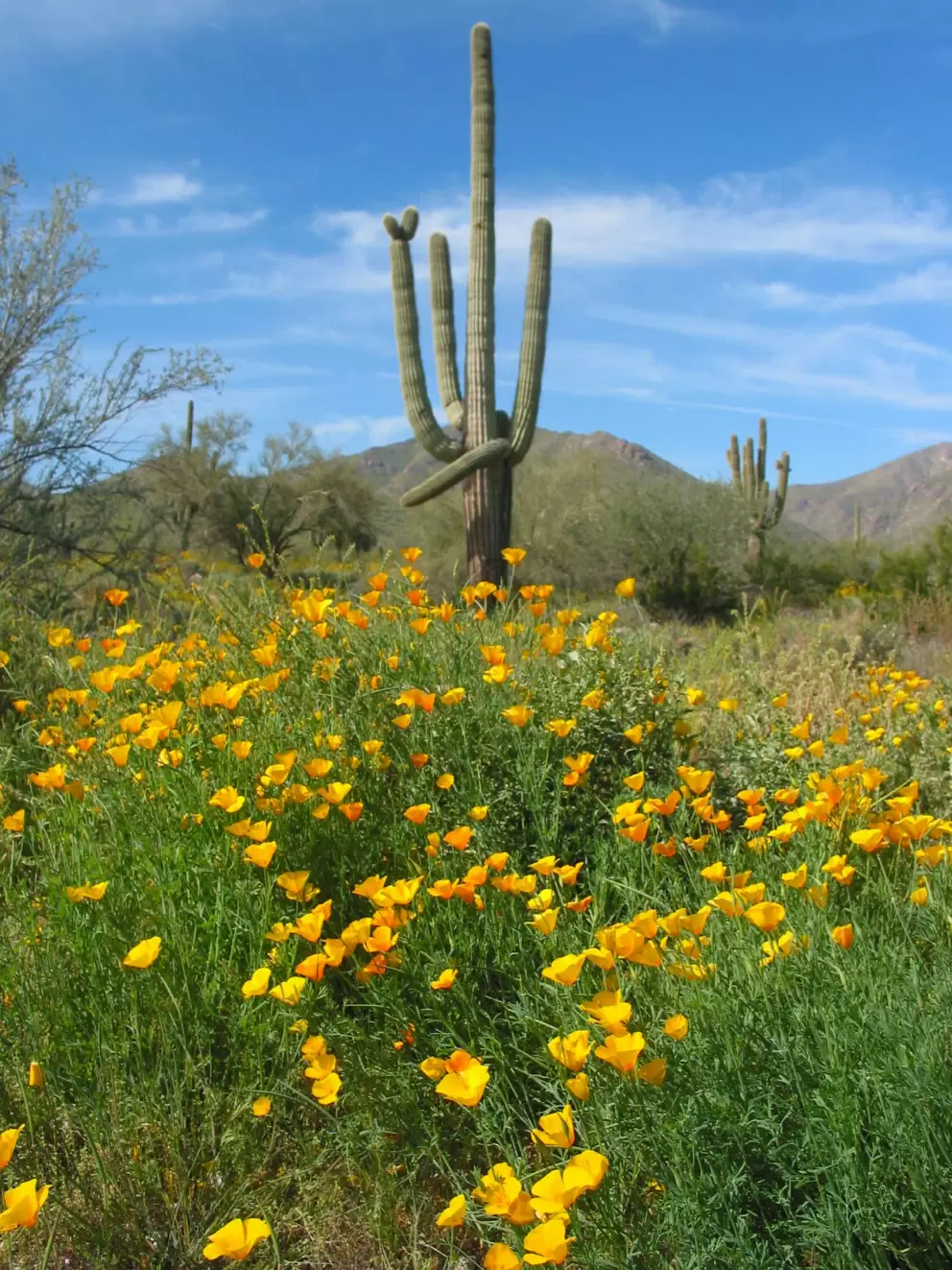 Cactus and poppies, with white tank mountains in background.