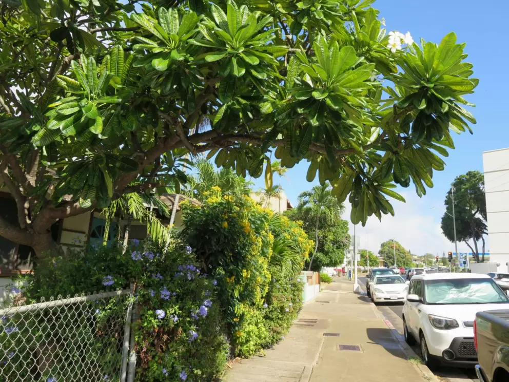 Plumeria tree.