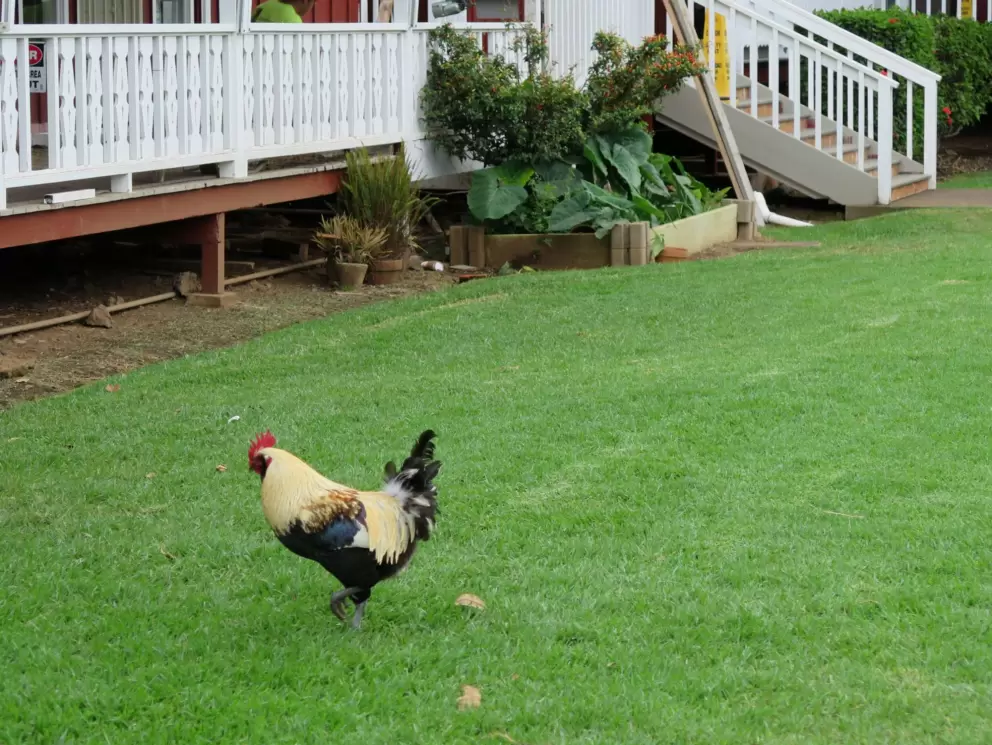 The resident rooster at Parker Square.