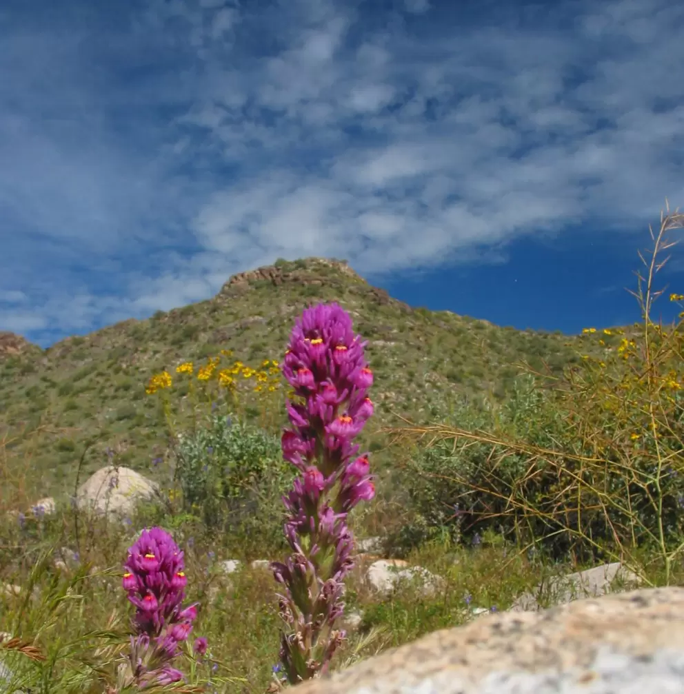 Flowers, mountain, and sky!