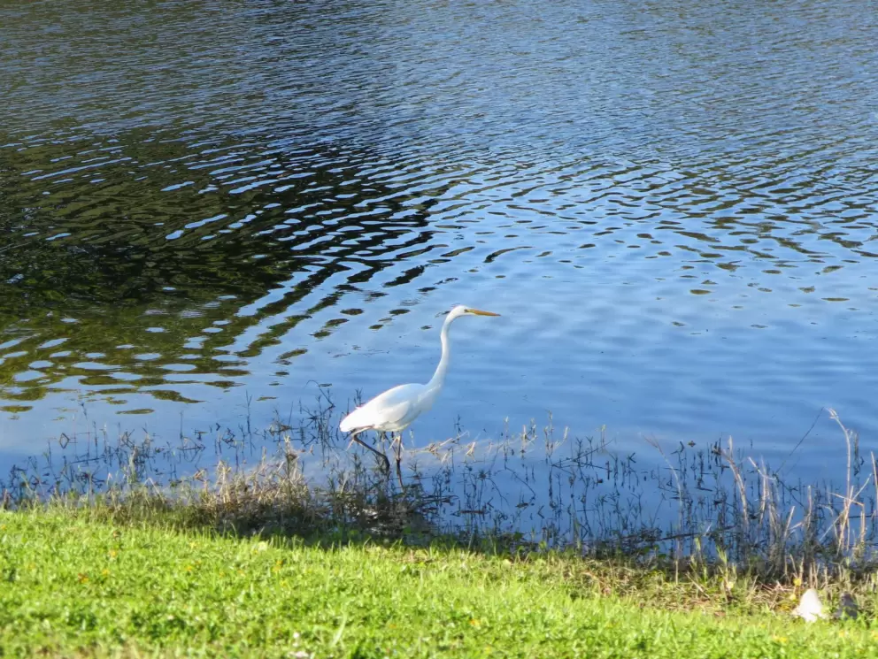 Snowy egret looking for fish at the edge of the lake.