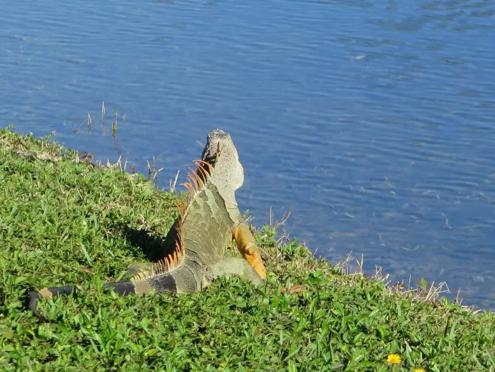 Iguana at the edge of the lake.