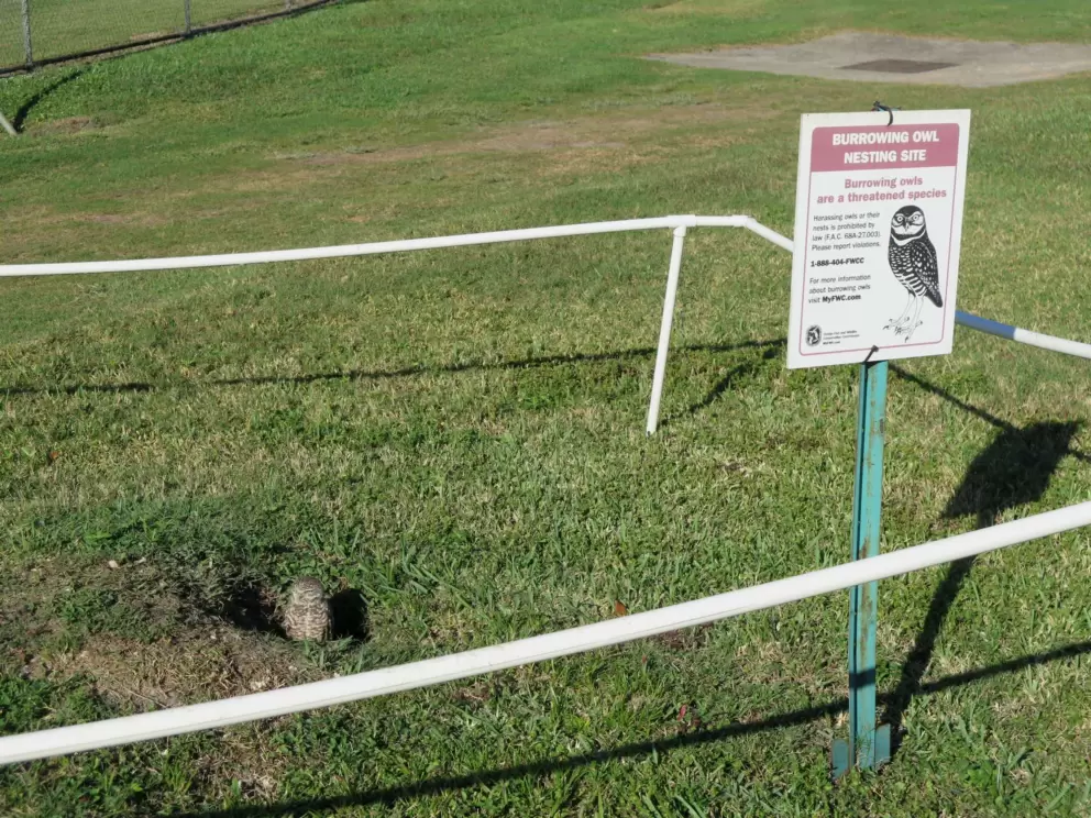 A strange spot to nest...Burrowing owl nesting site.