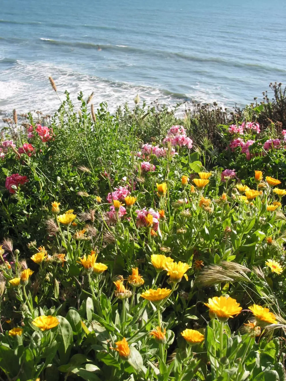 Spring flowers by the sea.