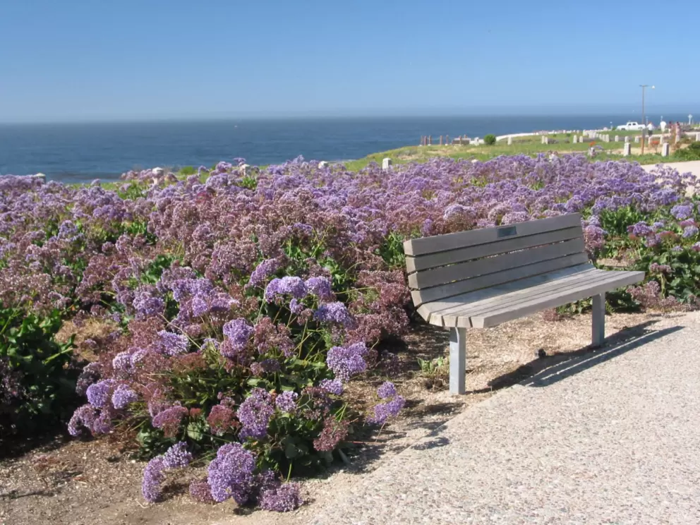 Park bench and purple flowers by the sea- come at sunset when the sun isn't so burny.