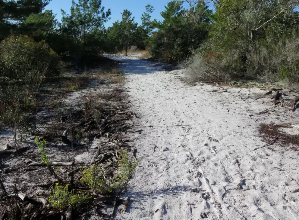 The loose white sand section of the trail.
