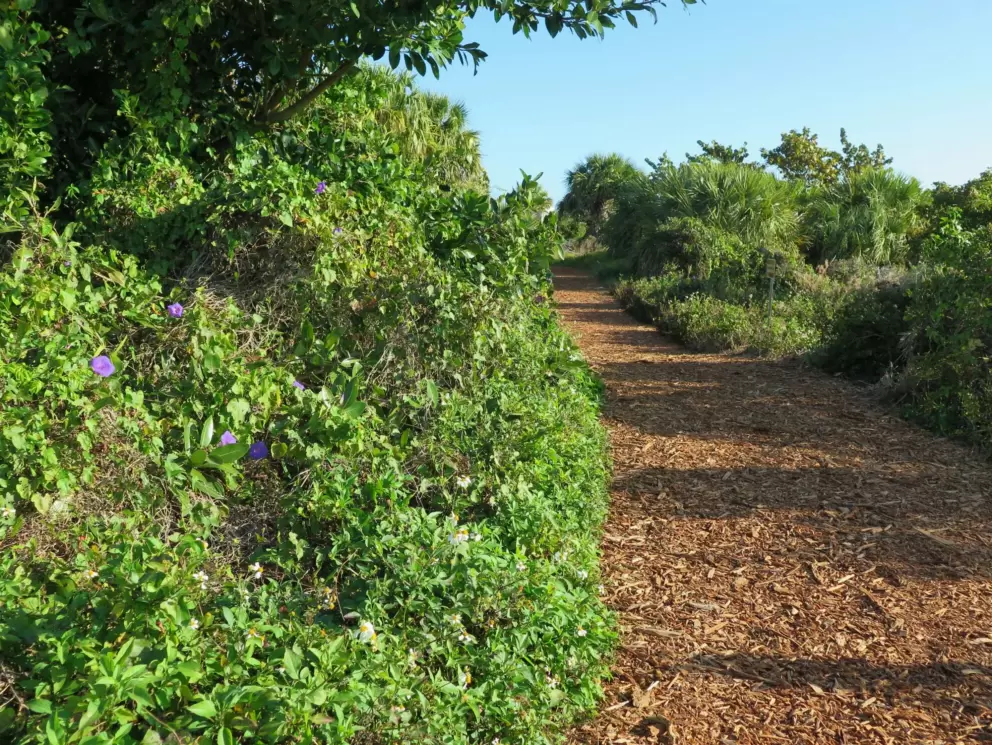 Purple flowers along the trail.