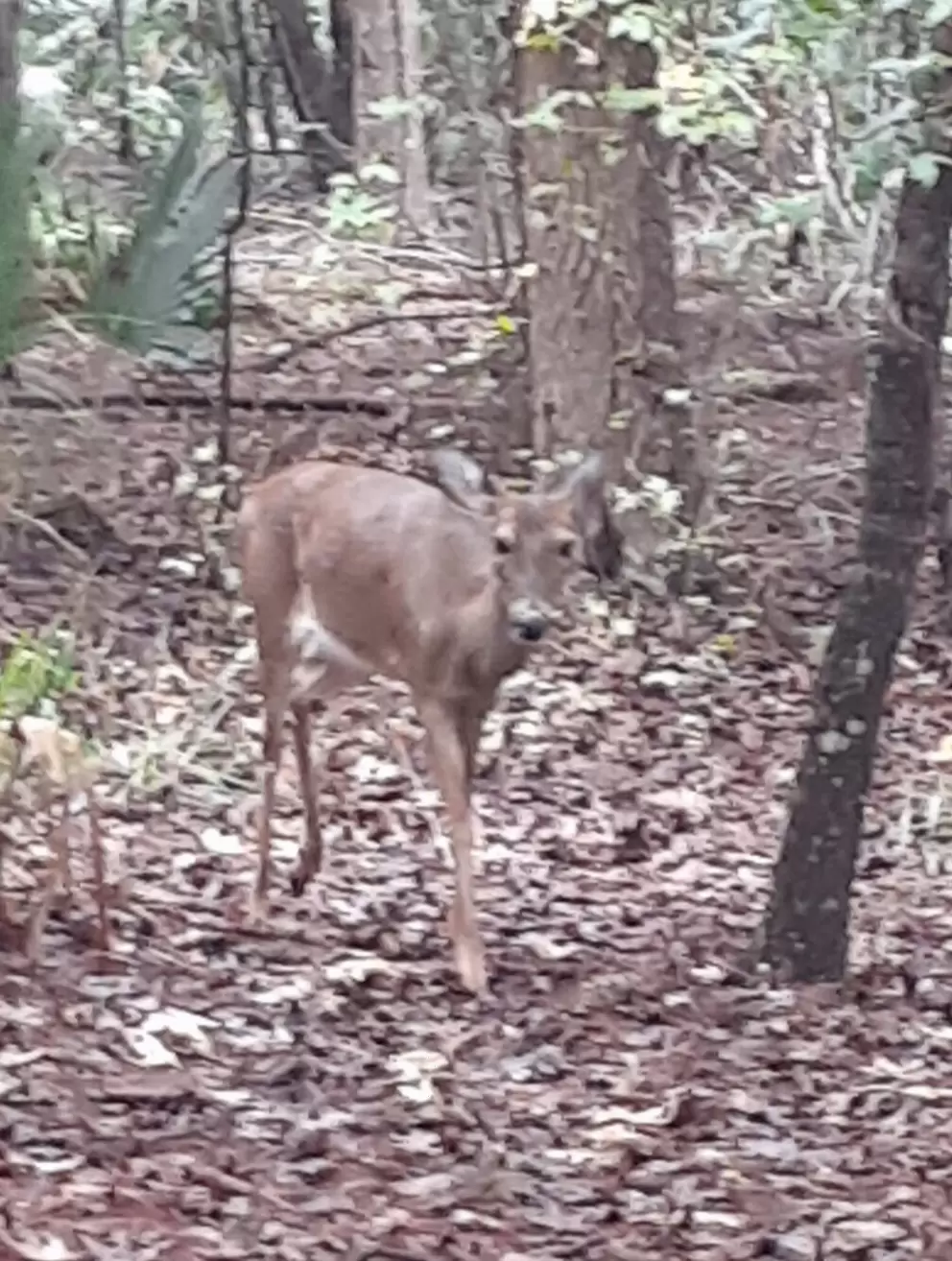 Deer in the woods behind the church, a common sight!