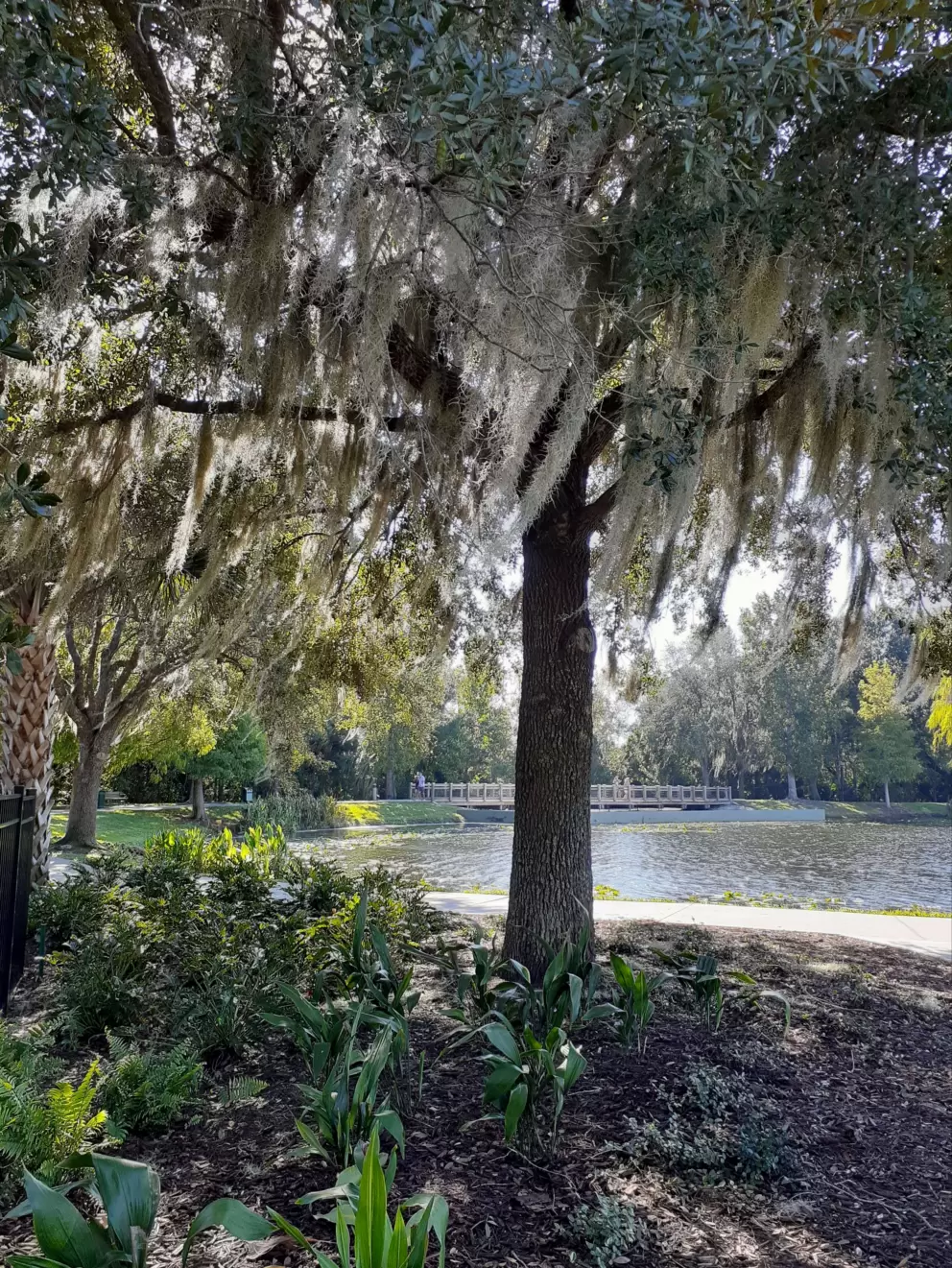 Spanish moss and jade green water, on Front Street.