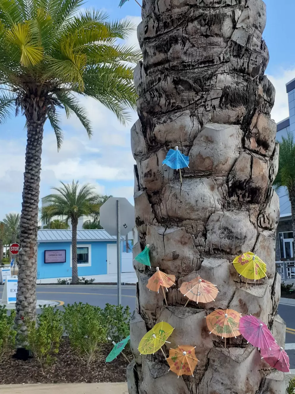 Drink umbrellas in a palm tree outside Bahama Buck's Shaved Ice. 