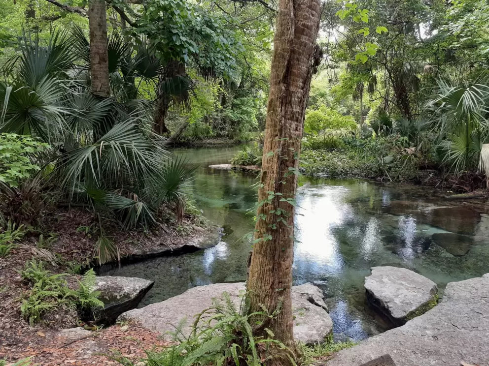 Tranquility at the spring.
