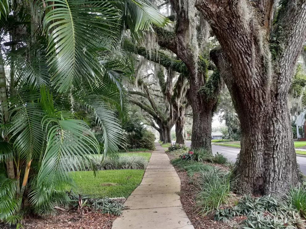 Oak trees and Spanish moss along Lakeview Ave.