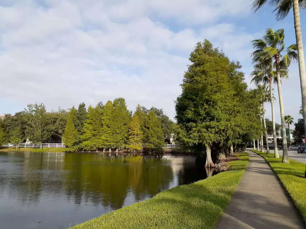 Gorgeous cypress trees and palms at the pond on Eastlawn Drive, near Celebration Ave and the church.