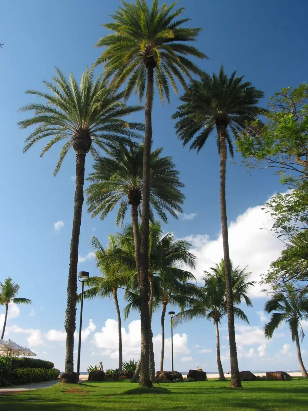 The abundance of palms that shade the huge lawn by the sea at the Hale Koa. 