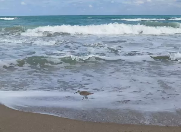 Bird at the shore.