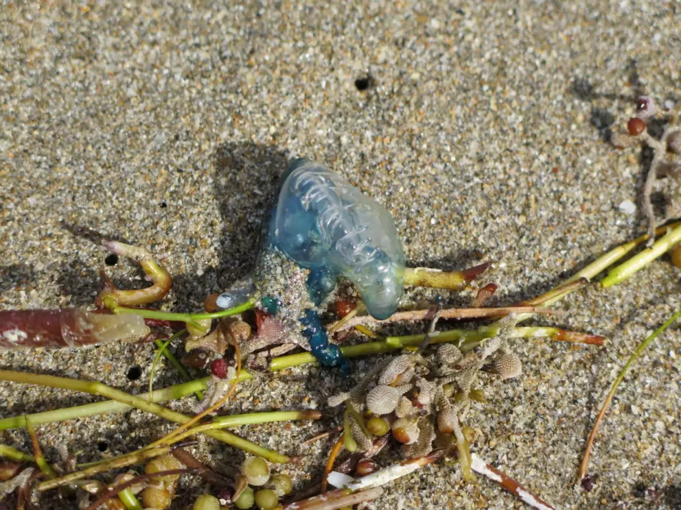 Kelp balls and man-of-war, in February.