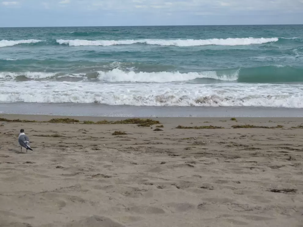 A bird faces the waves.