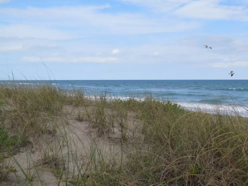 Seagulls ride the wind above the beach.