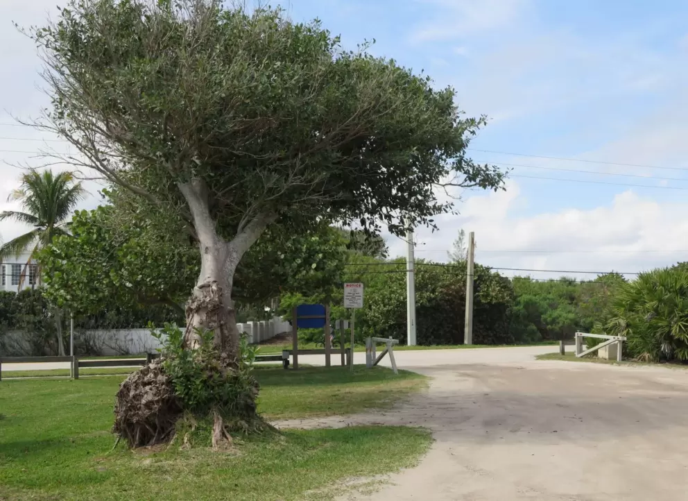 Rugged tree in the beach parking lot. 