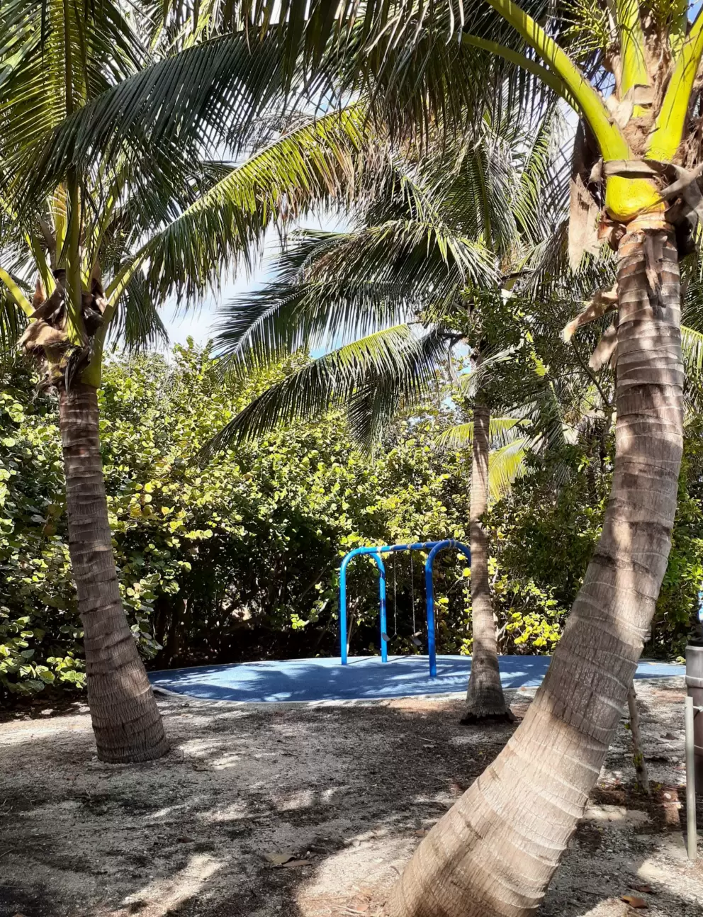 Swings and coconut trees.