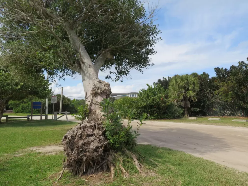 Tree at Tiger Shores Beach parking.