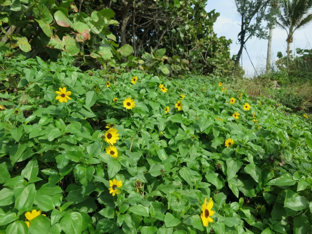 Yellow flowers in the parking lot. 

