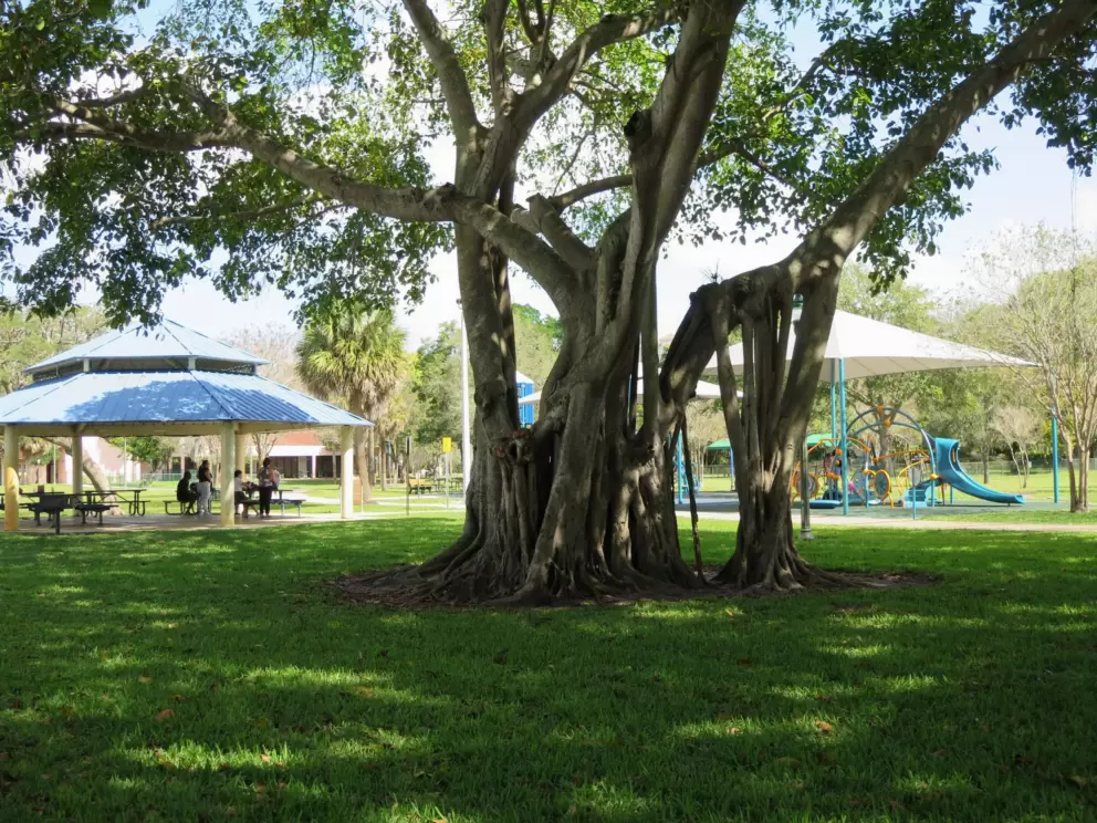 Picnic pavilion, banyan tree, and playgrounds.