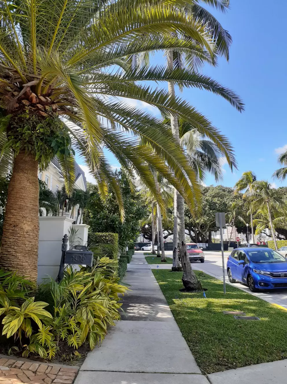Canary palm.