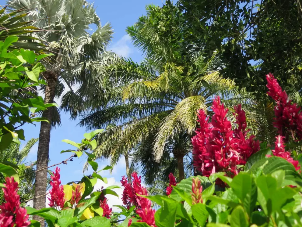 Red ginger, silver palm, and blue sky.