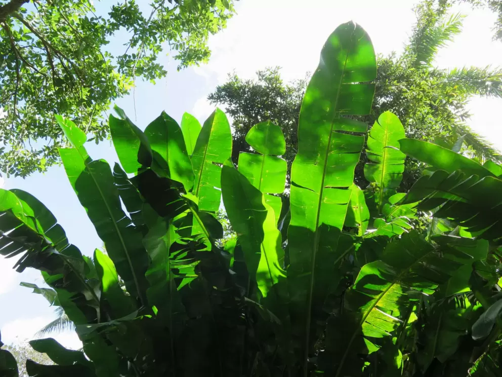 Banana leaves catching the light.