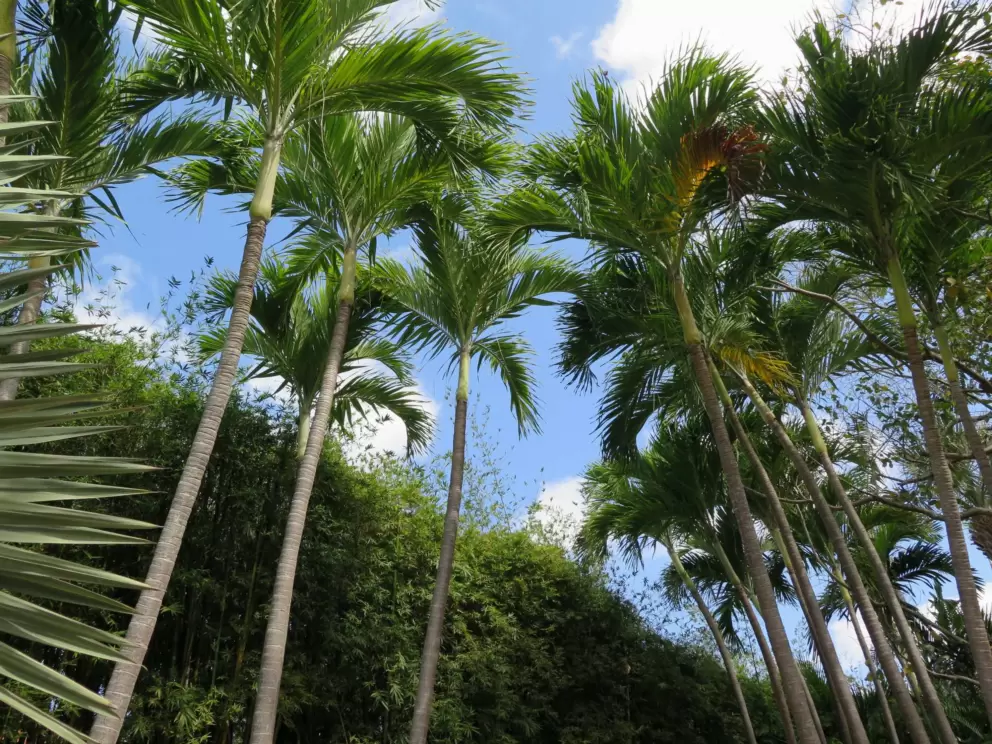 Skinny palms and bamboo.